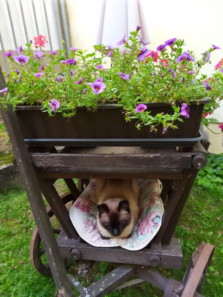 Condolence image of Für Dich liebes Marpelchen ♥️