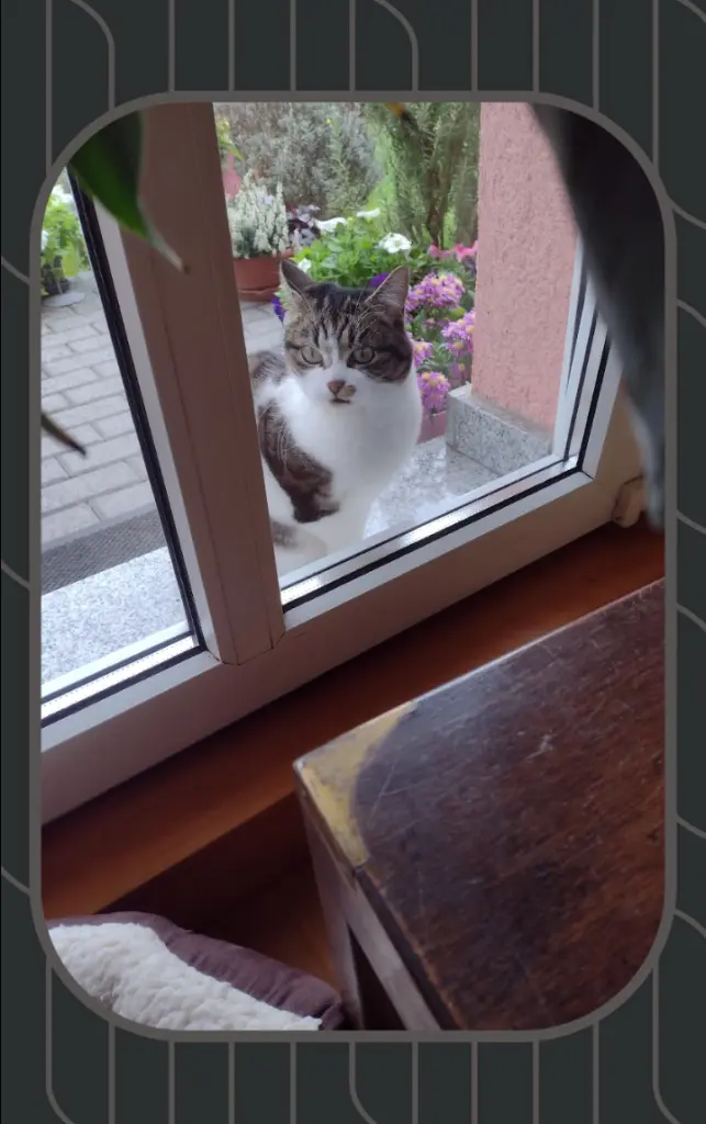 Condolence image of Corinna mit Emma, Pummelchen und anderen Sternlein im ❤️