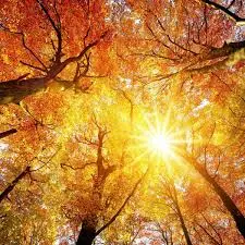 Condolence image of an mein Marpeli ♥