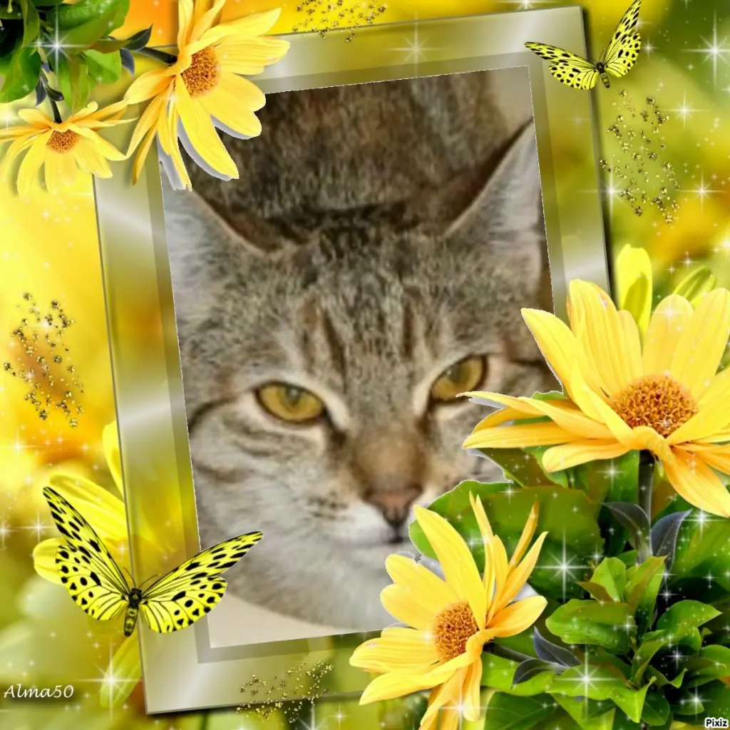 Condolence image of Tanja mit Timmy im Herzen 