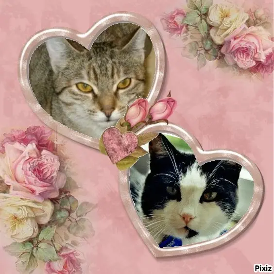 Condolence image of Tanja mit Timmy im Herzen 