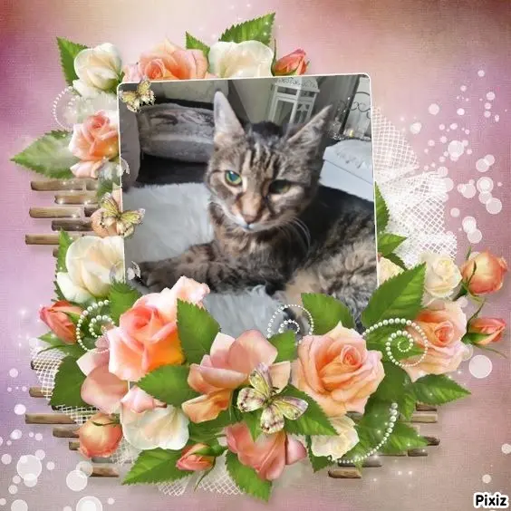 Condolence image of Für Dich Marpelchen ♥️