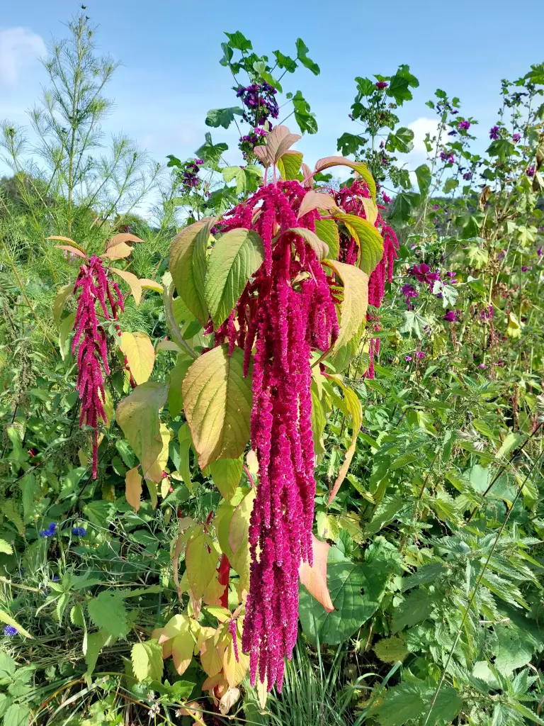 Condolence image of Eine Rose für Marpelchen ❤️