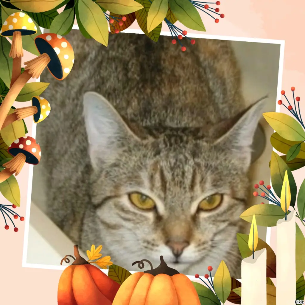 Condolence image of Tanja mit Timmy im Herzen