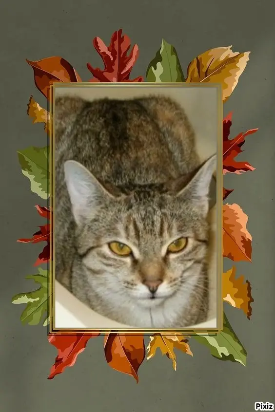 Condolence image of Tanja mit Timmy im Herzen