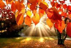 Condolence image of Corinna mit Emma, Pummelchen und anderen Sternlein im ❤️