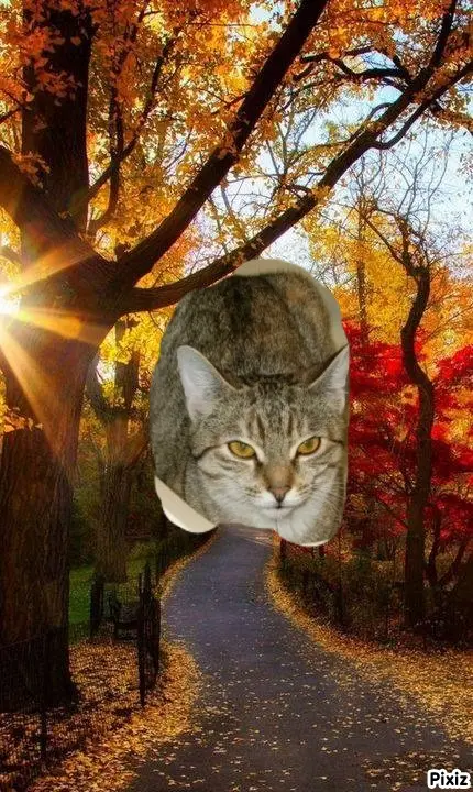 Condolence image of Tanja mit Timmy im Herzen