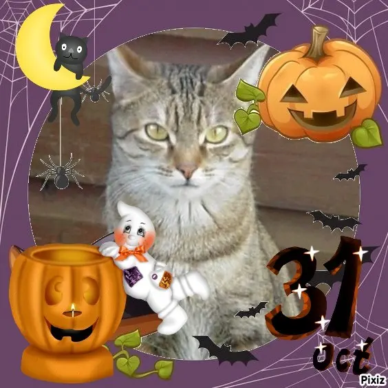 Condolence image of Happy Halloween