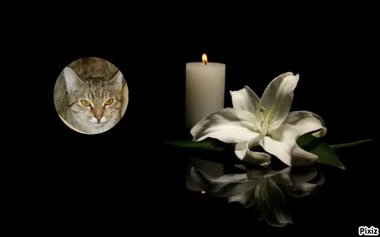 Condolence image of Tanja mit Timmy im Herzen