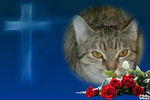 Condolence image of Tanja mit Timmy im Herzen