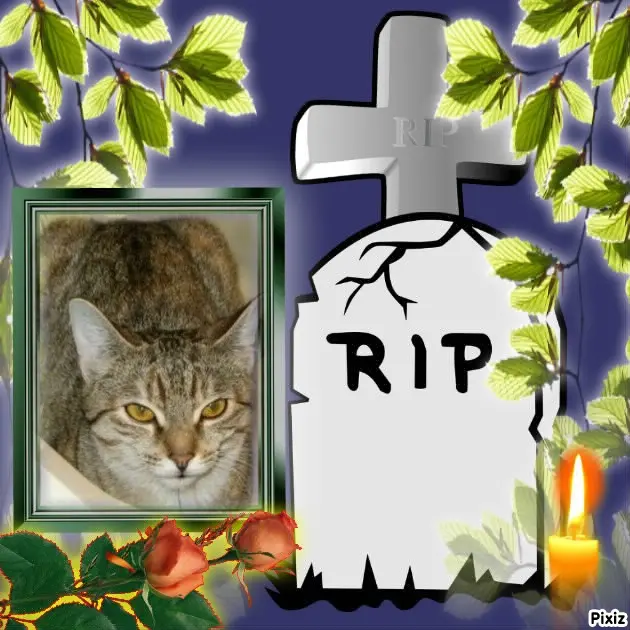 Condolence image of Tanja mit Timmy im Herzen 