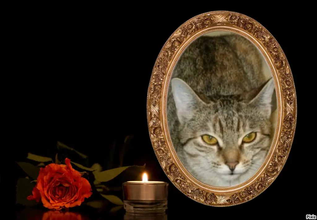 Condolence image of Tanja mit Timmy im Herzen 