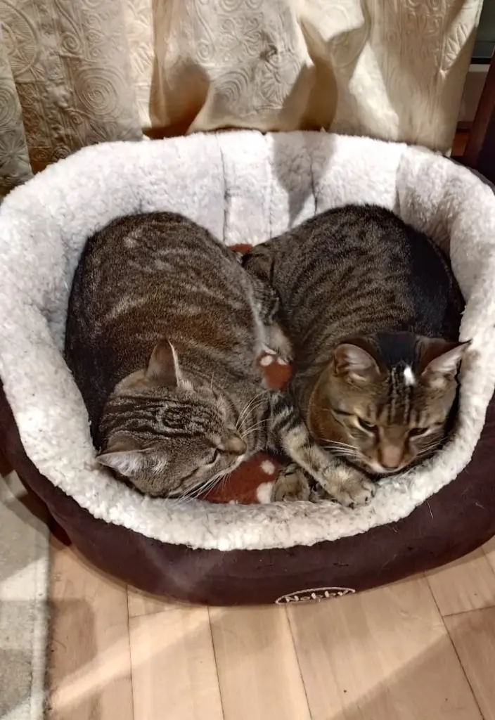 Condolence image of Corinna mit Emma, Pummelchen und anderen Sternlein im ❤️