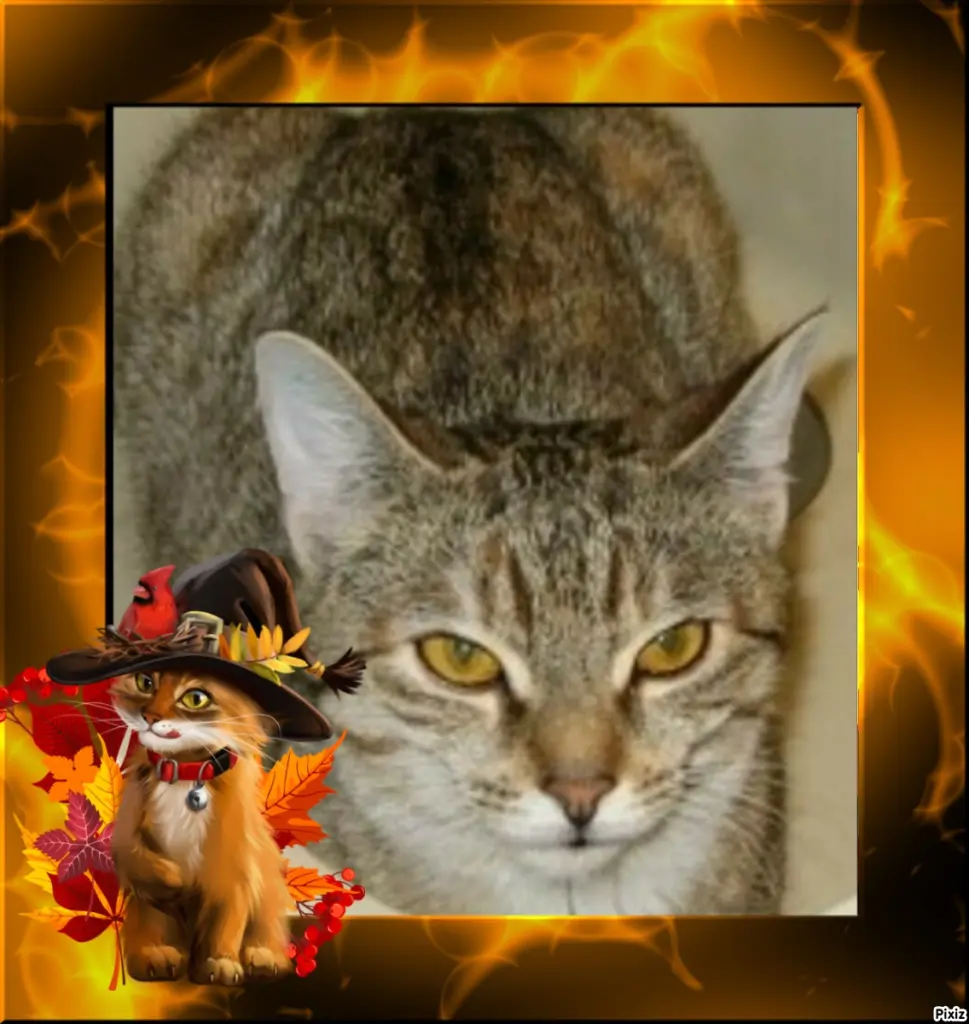 Condolence image of Tanja mit Timmy im Herzen 