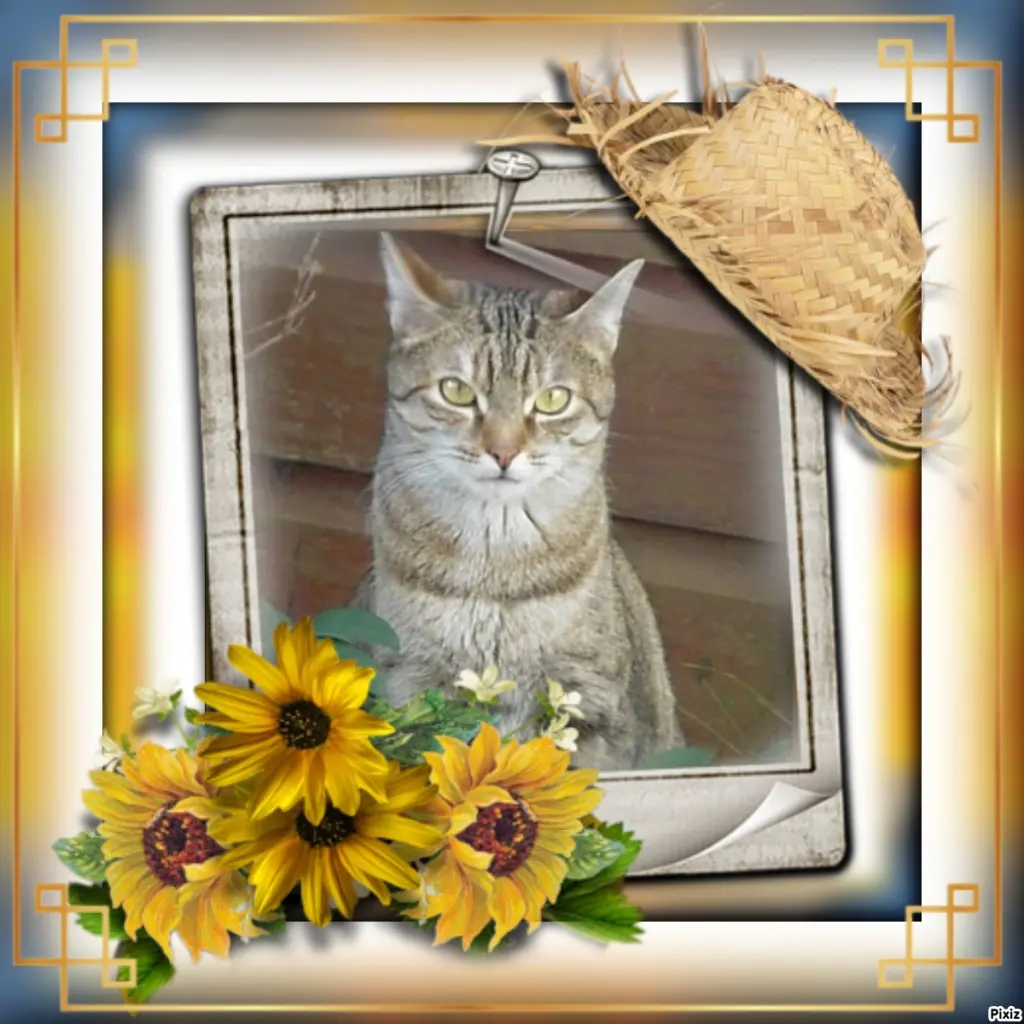 Condolence image of Mittwochsröschen ❤️