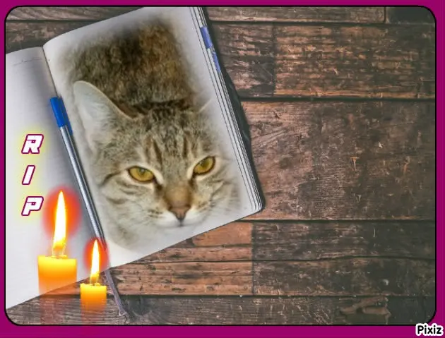 Condolence image of Tanja mit Timmy im Herzen 