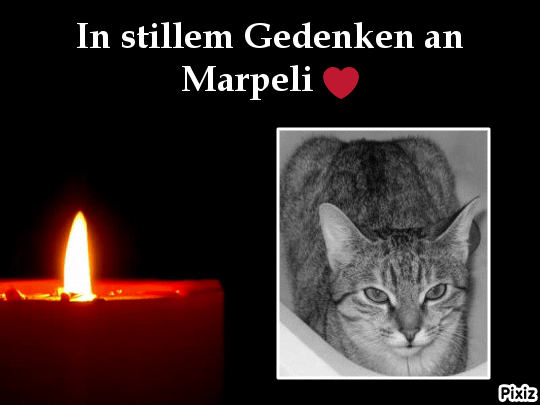 Condolence image of Tanja mit Timmy im Herzen 
