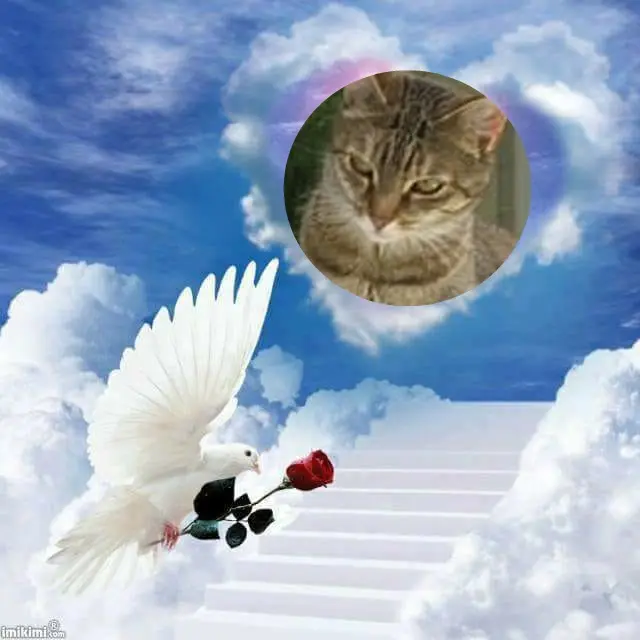 Condolence image of 3. Sternchen❤️❤️❤️Gedenktag❤️❤️❤️