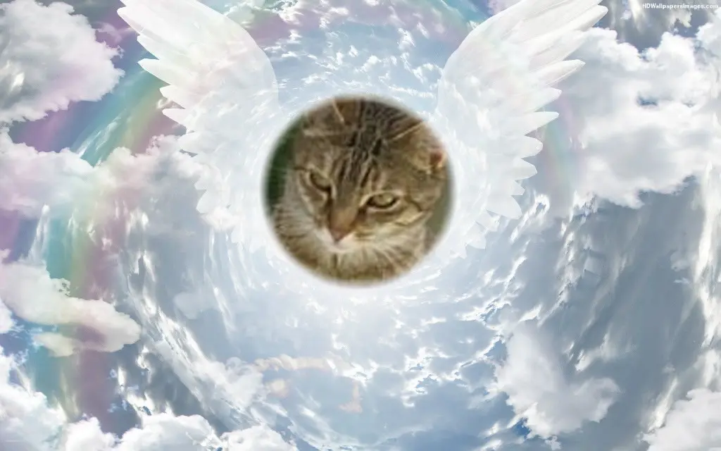 Condolence image of ❤️❤️❤️❤️❤️❤️❤️❤️❤️❤️❤️❤️