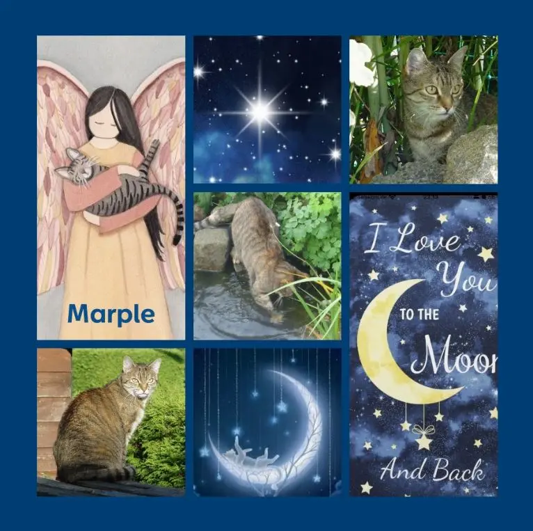 Condolence image of Sternenrosen zum 3. Gedenktag für Marple