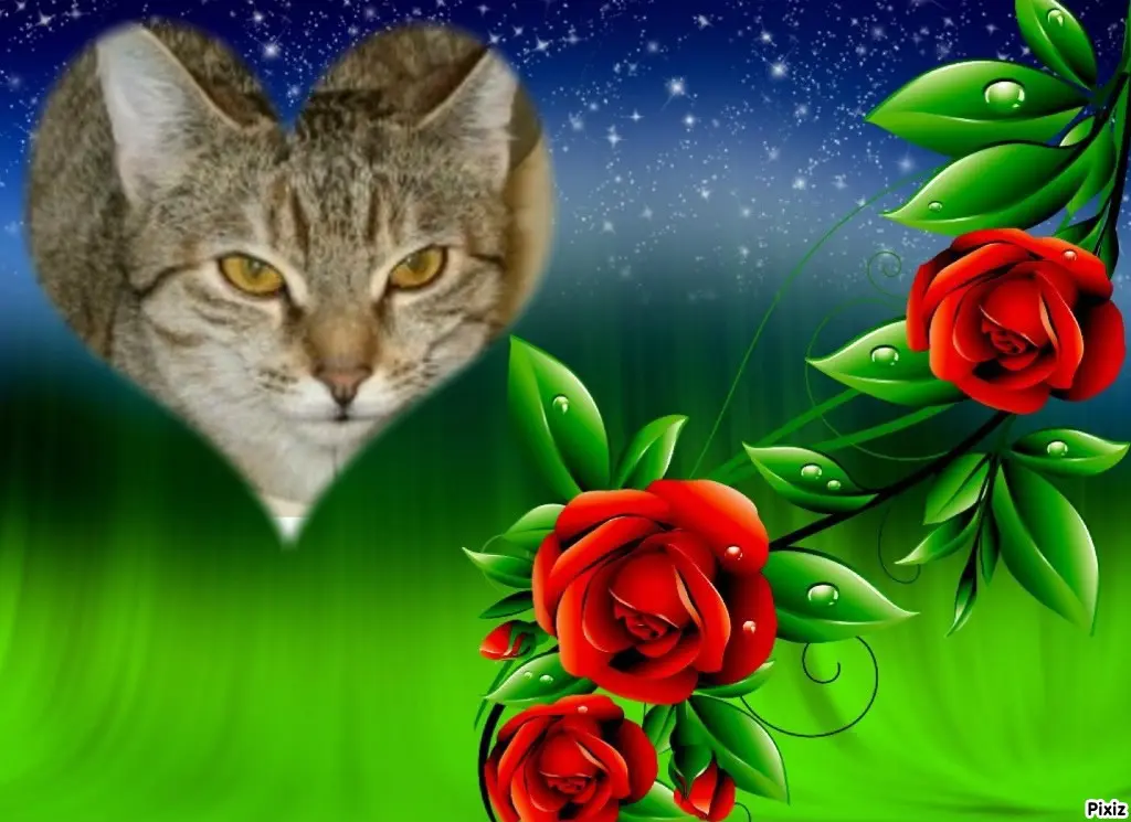 Condolence image of Tanja mit Timmy im Herzen