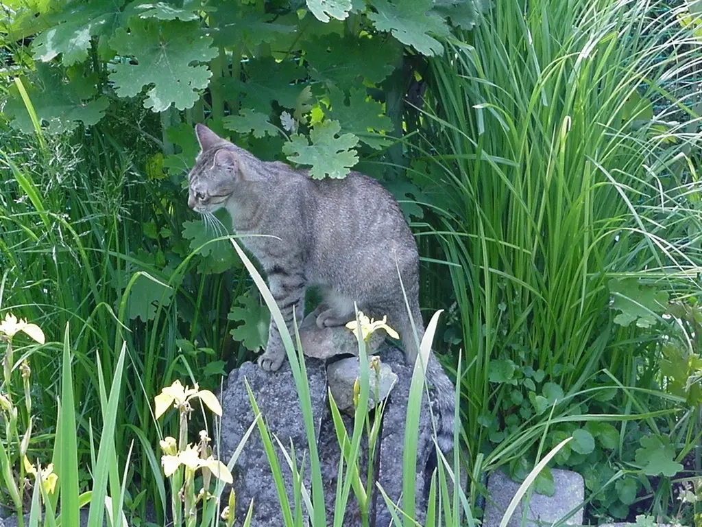 Condolence image of an mein Marpeli ♥