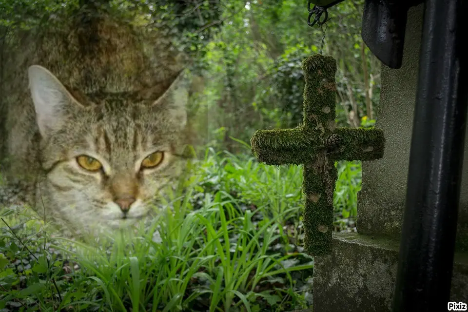 Condolence image of Tanja mit Timmy im Herzen