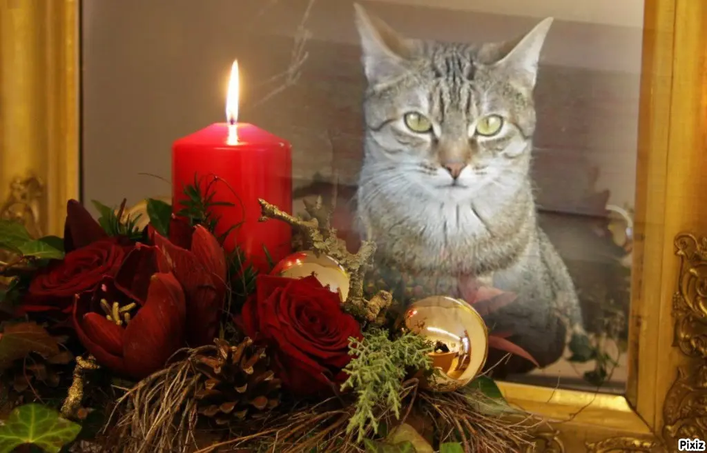 Condolence image of Patricia mit Bunny ❤️ 