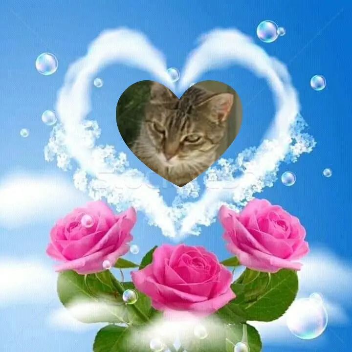 Condolence image of Gute Nacht❤️❤️❤️Mauschen❤️❤️❤️