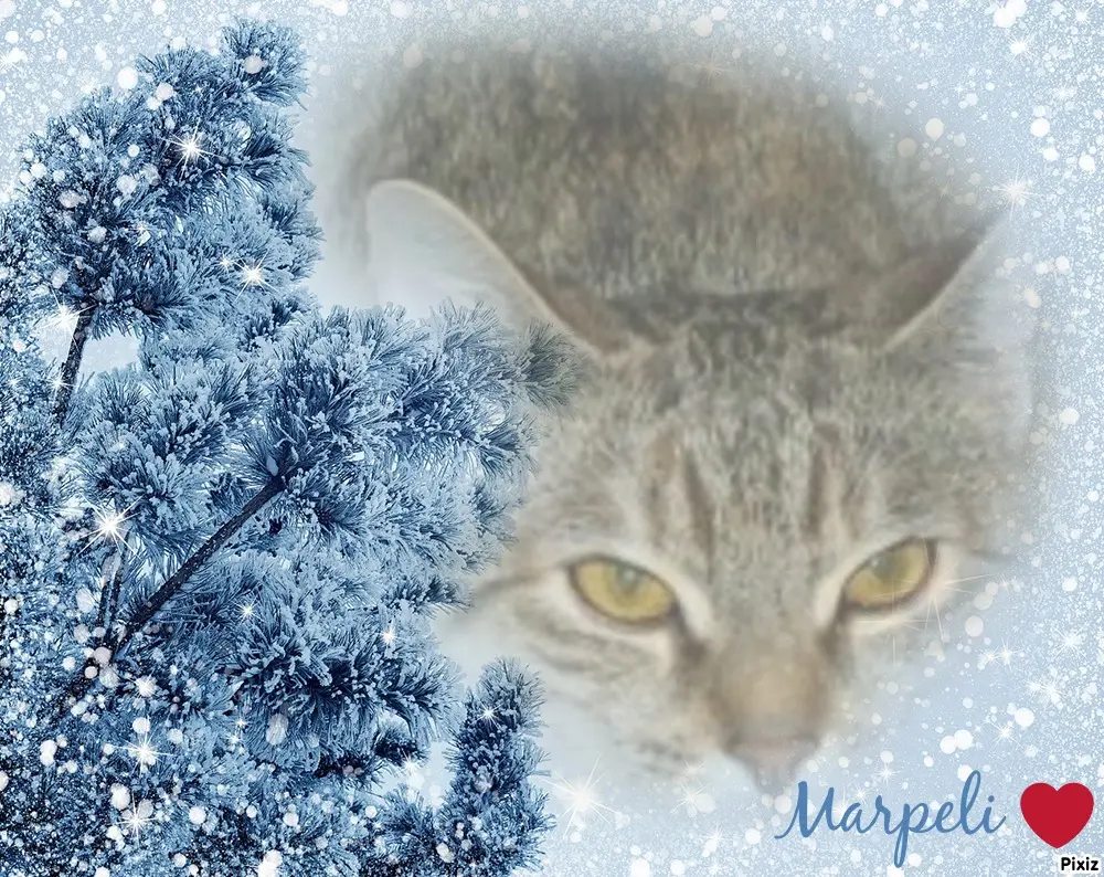 Condolence image of Tanja mit Timmy im Herzen 