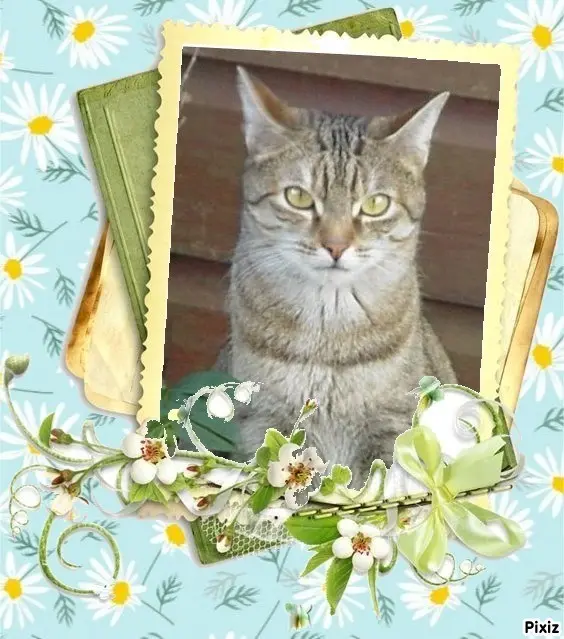 Condolence image of Sternchenpost ⭐