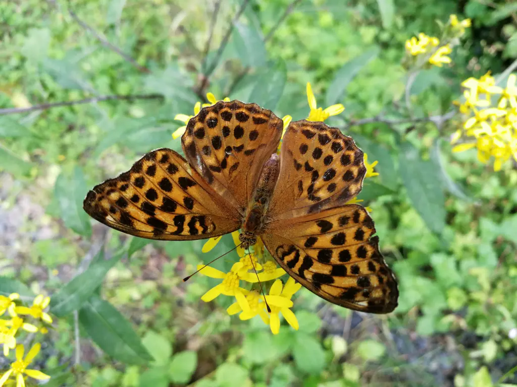 Condolence image of Daniela  mit Pauline im ♥️ (+27.05.2021)