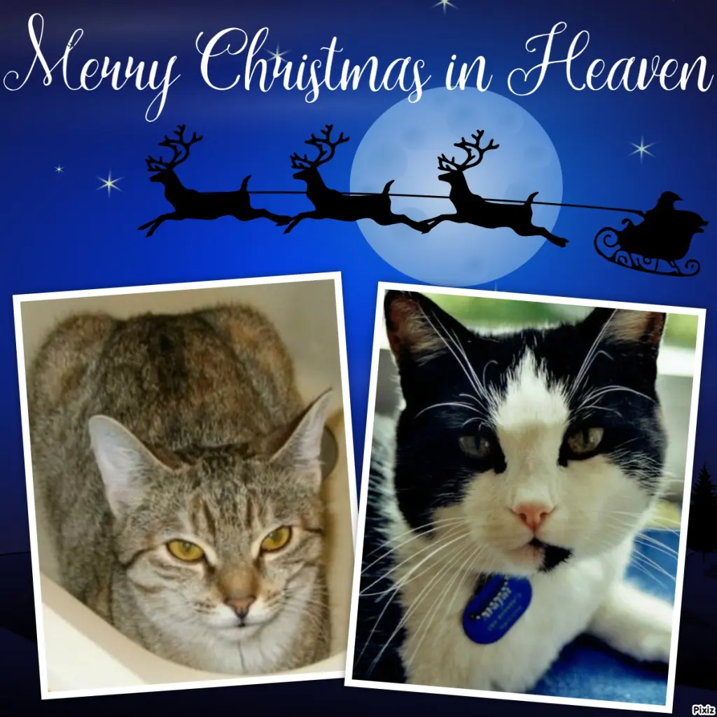 Condolence image of Tanja mit Timmy im Herzen 