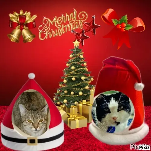 Condolence image of Tanja mit Timmy im Herzen 