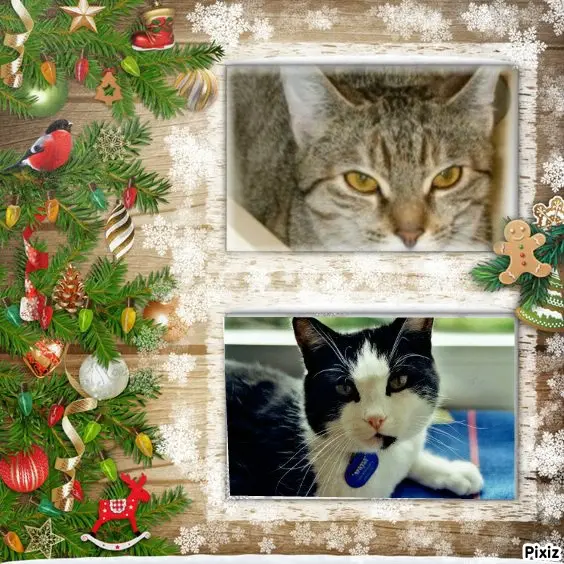 Condolence image of Tanja mit Timmy im Herzen 