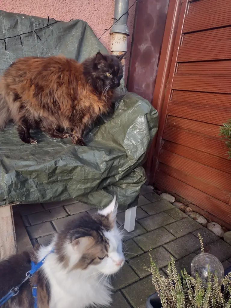 Condolence image of Corinna mit Emma, Jengi, Pummelchen und anderen Sternleine im Herzen