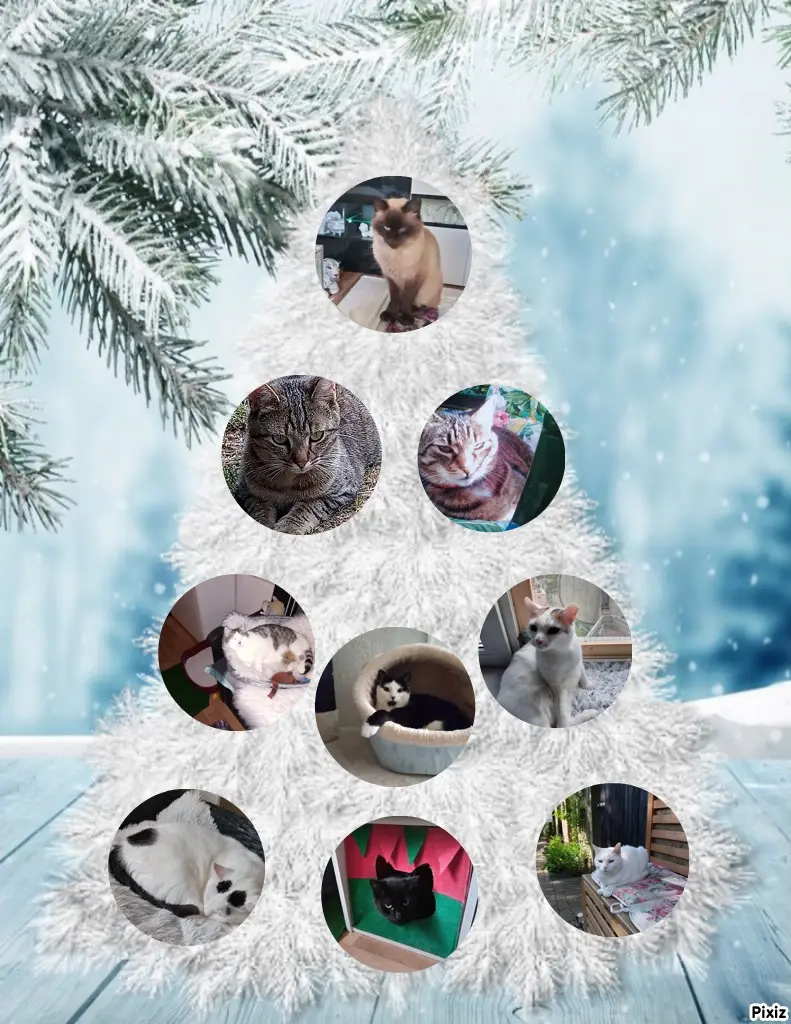 Condolence image of Für das kleine Marpeli und die kleine Christiemaus und Mama Elisabeth ❤️