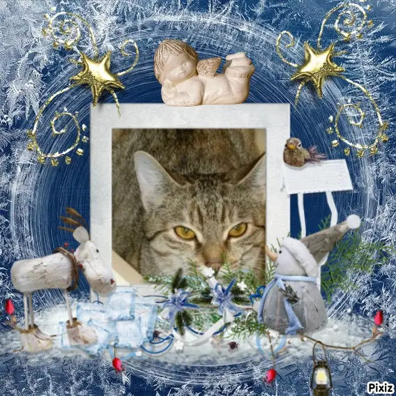 Condolence image of Tanja mit Timmy im Herzen 