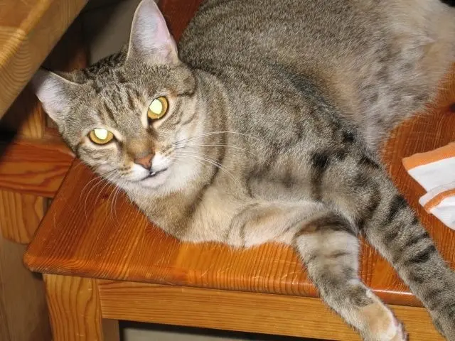 Condolence image of an mein Marpeli ♥