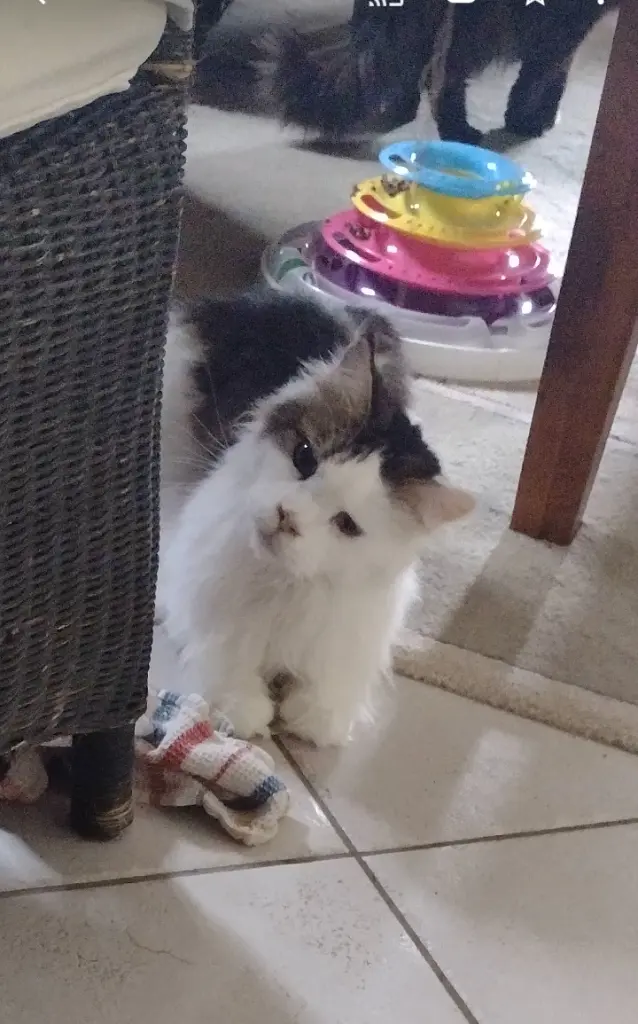 Condolence image of Corinna mit Emma, Jengi, Pummelchen und anderen Sternleine im Herzen