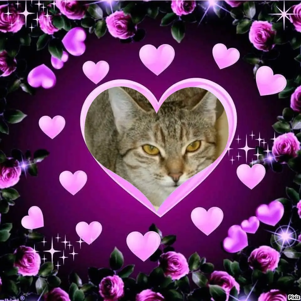 Condolence image of Tanja mit Timmy im Herzen 