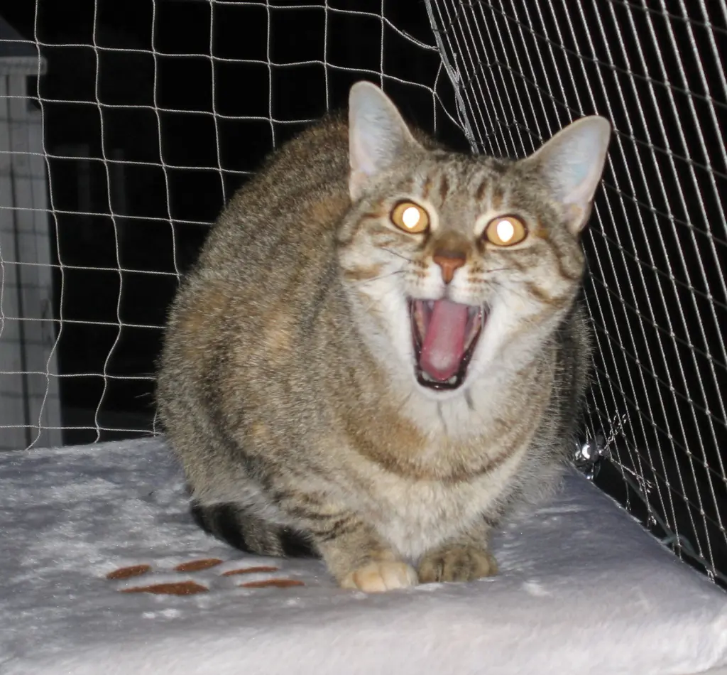 Condolence image of an meine große Liebe ♥