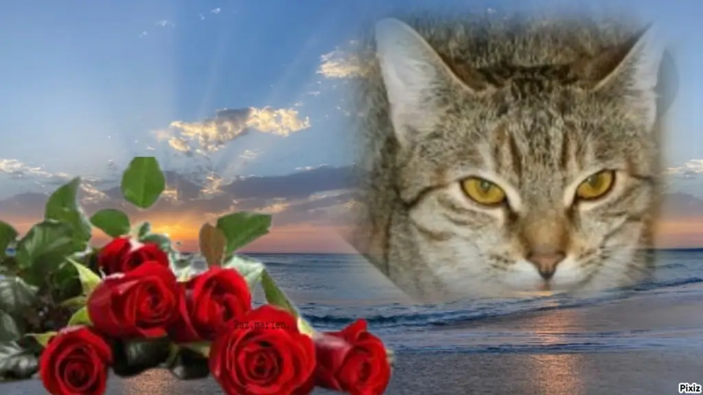 Condolence image of Tanja mit Timmy im Herzen 