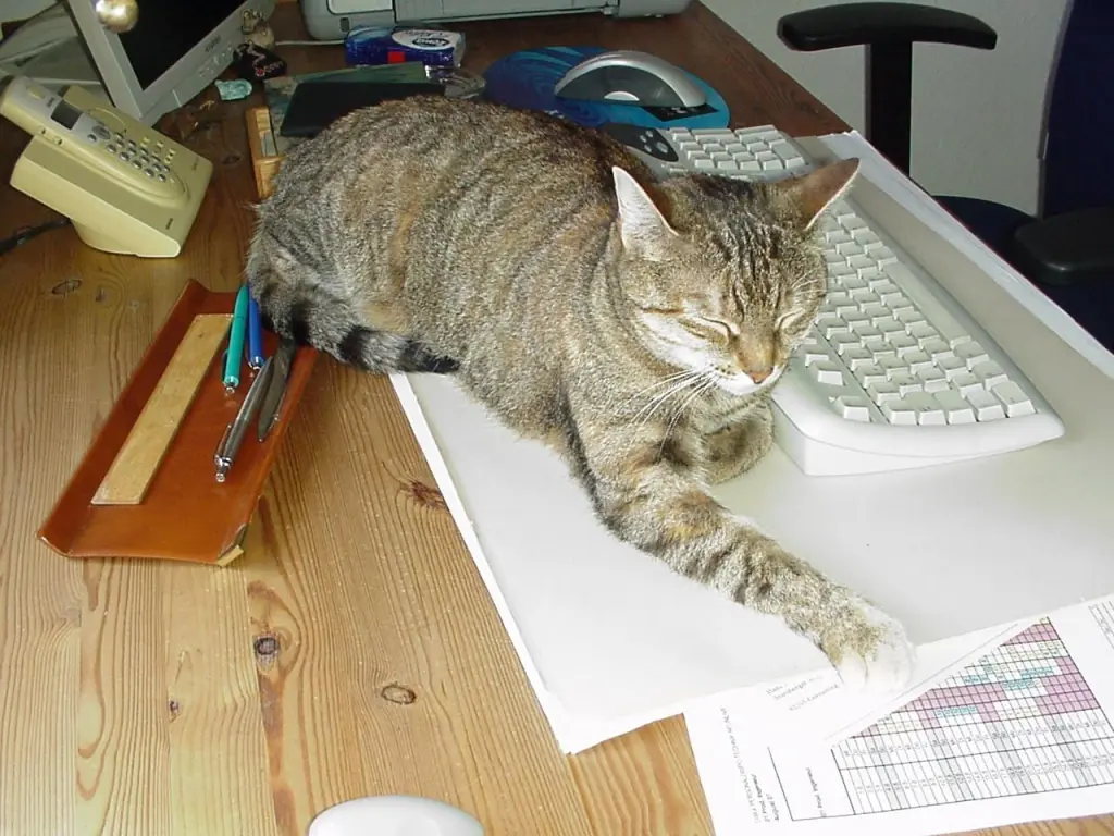 Condolence image of an mein Marpeli ♥