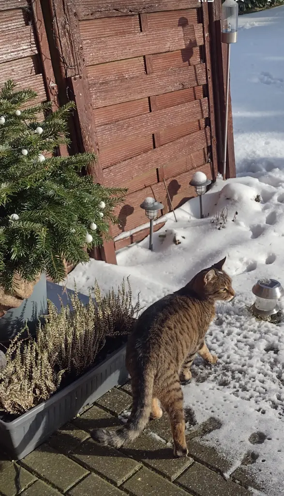 Condolence image of Corinna mit Emma, Jengi, Pummelchen und anderen Sternleine im Herzen