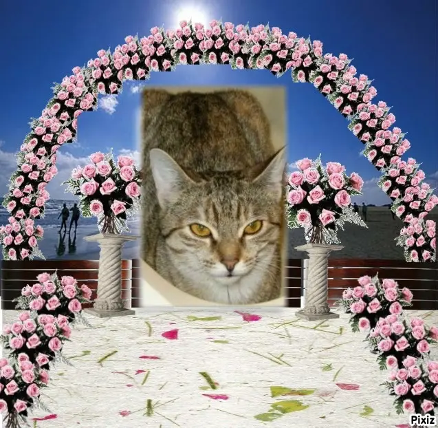 Condolence image of Tanja mit Timmy im Herzen