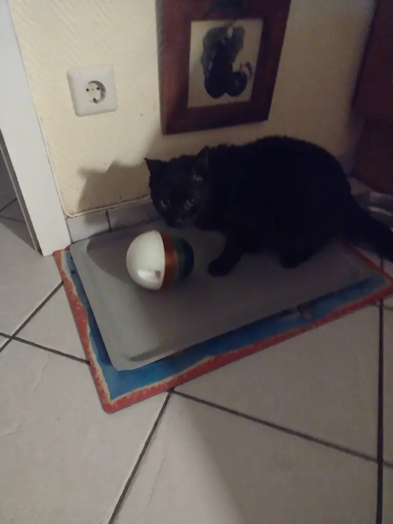 Condolence image of Corinna mit Emma, Jengi, Pummelchen und anderen Sternleine im Herzen