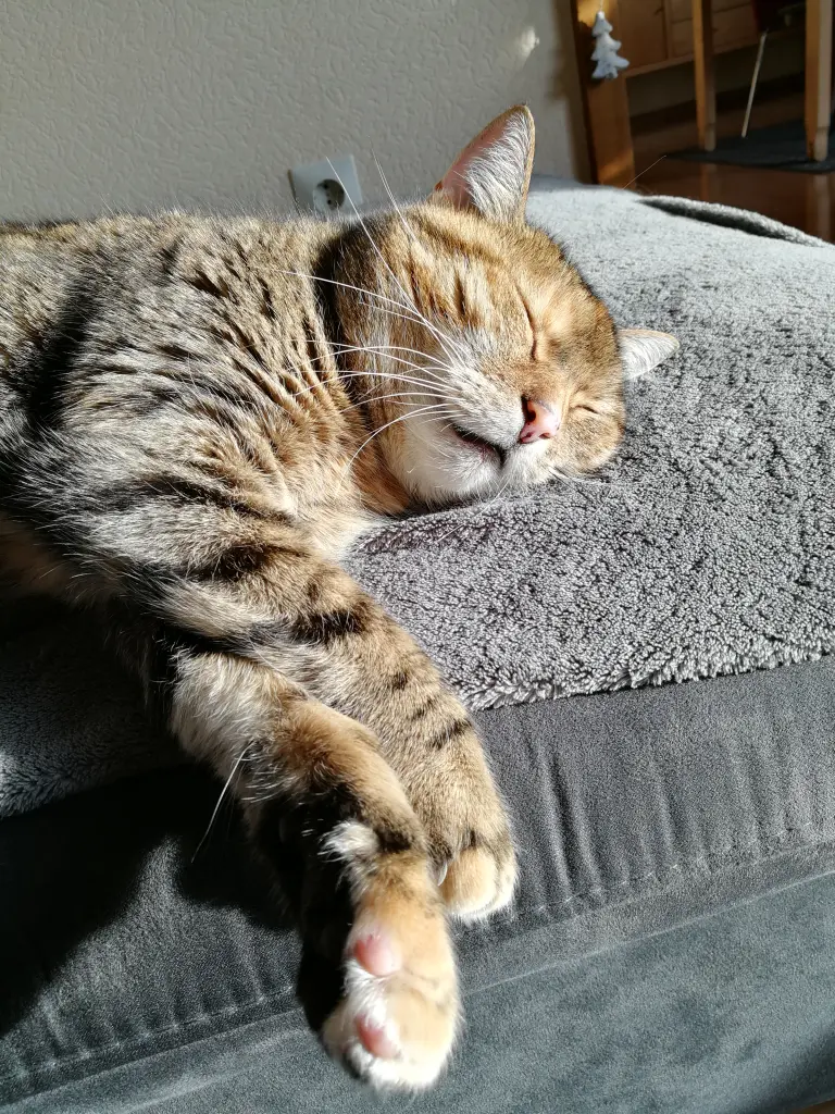 Condolence image of für Marpeli ❤️