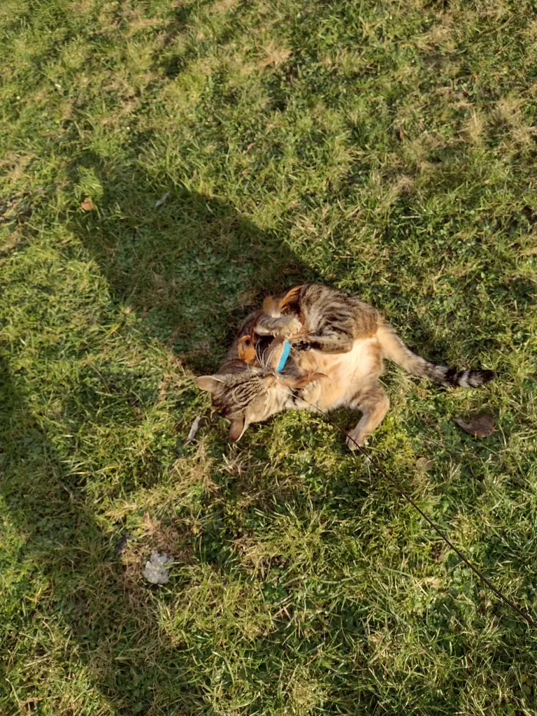 Condolence image of Corinna mit Emma, Jengi, Pummelchen und anderen Sternleine im Herzen
