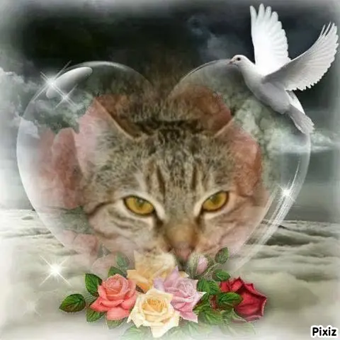 Condolence image of Tanja mit Timmy im Herzen